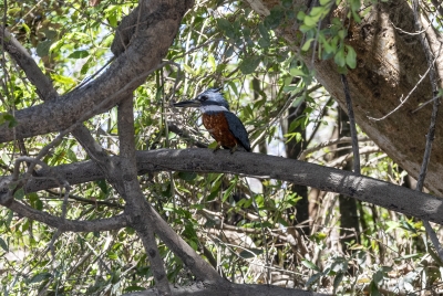 Ringed Kingfisher Palo Verde NP 2024